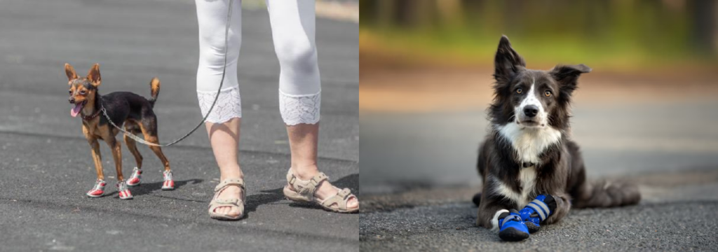 humanos e pets, Calçados como Símbolo da Evolução no Cuidado.
