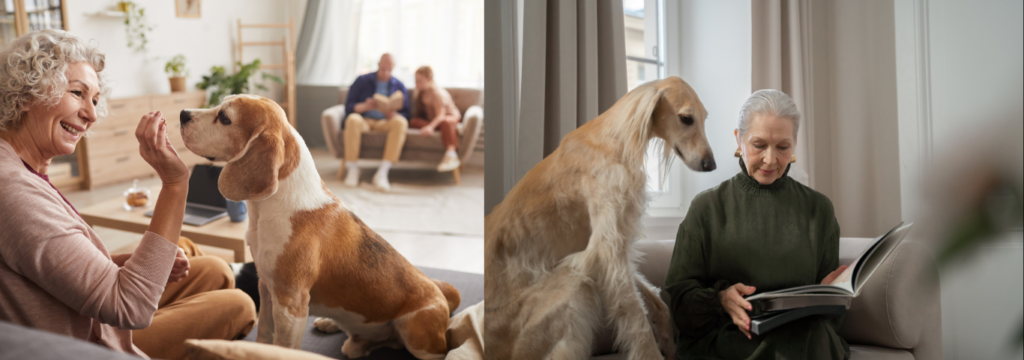 Melhores pets, A Importância dos pets como companhia para pessoas idosas.