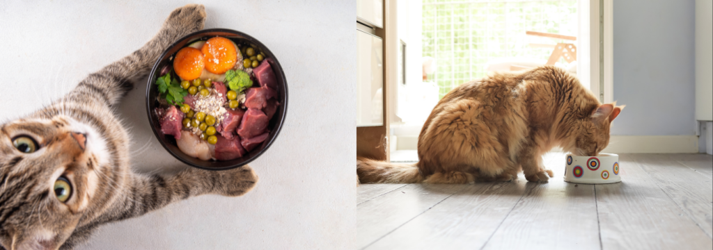 Por que, Inovação na alimentação natural para pets.