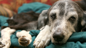 Leia mais sobre o artigo Calçados para Pets: Como adaptar seu Animal.