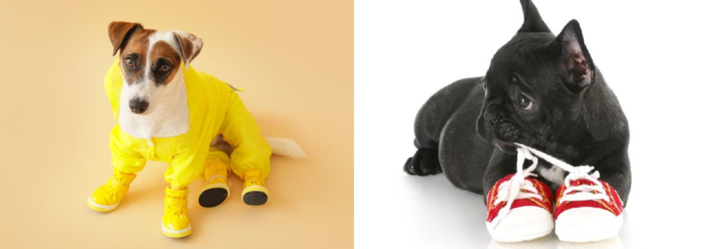 Filhote de cachorro com sapatos confortáveis