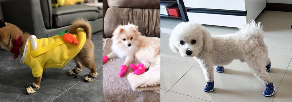 Filhote de cachorro usando sapatos em superfícies lisas.
