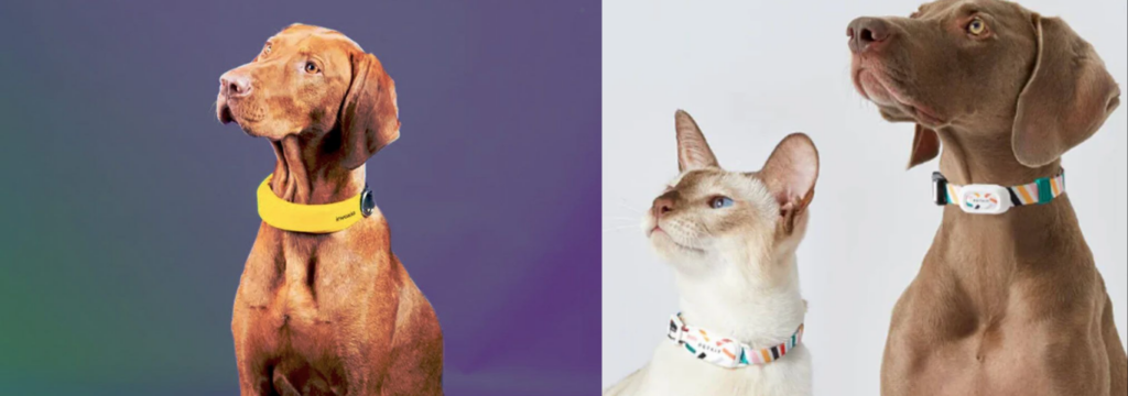 Coleiras inteligentes para cães e gatos, O Quanto as Coleiras Inteligentes Estão Impactando.