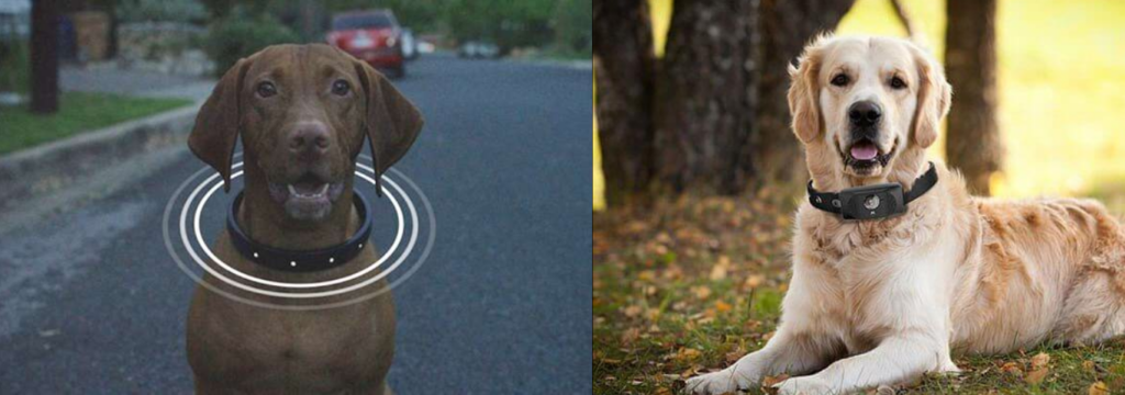 cachorro usando coleira inteligente no passeio, O Quanto as Coleiras Inteligentes Estão Impactando.
