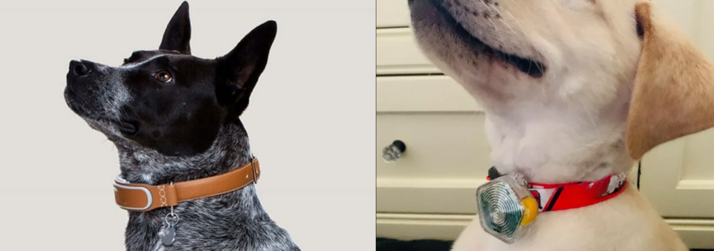 Cães utilizando coleira inteligente, O Quanto as Coleiras Inteligentes Estão Impactando.