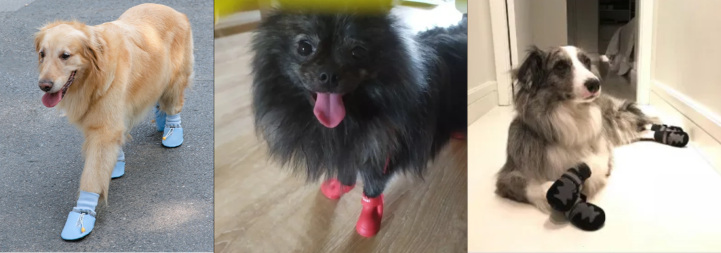 Cachorro idoso com sapatos em superfícies irregulares, Calçados para Pets em 2025: Como adaptar seu Animal.