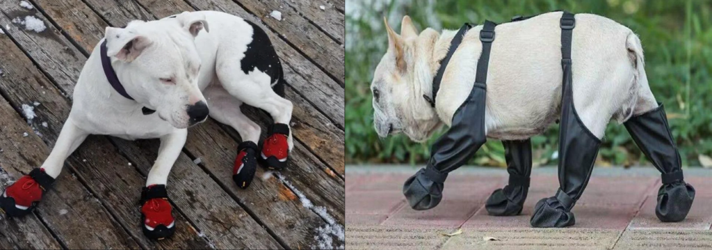 Cachorro com sapatinhos em um passeio, Calçados para Pets em 2025: Como adaptar seu Animal.