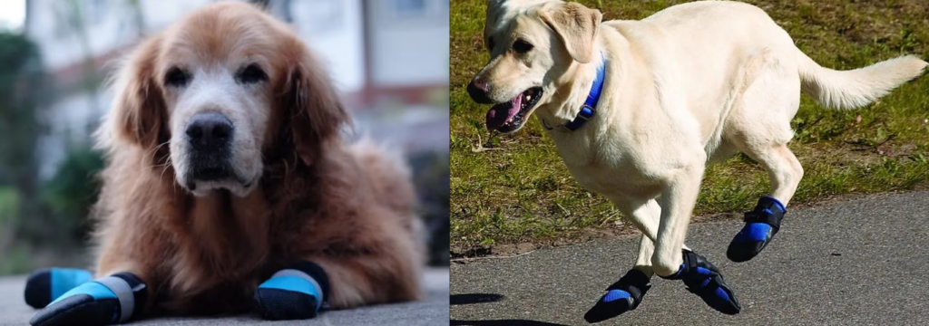 Cachorro idoso com sapatos anti derrapante, Calçados para Pets em 2025: Como adaptar seu Animal.