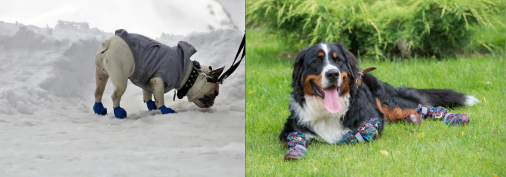 Cachorro sapato para pets na grama e na neve. Calçados para Pets em 2025: Como adaptar seu Animal.