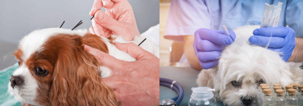 a importância das terapias alternativas para pets. E saúde Mental dos Pets: Com Terapias Alternativas. 