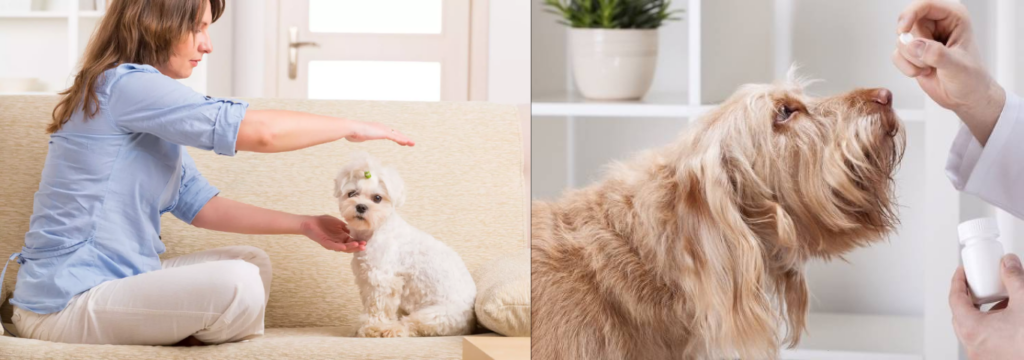 Aplicação de Reik e seus benefícios, com a Saúde Mental dos Pets: Com Terapias Alternativas. 