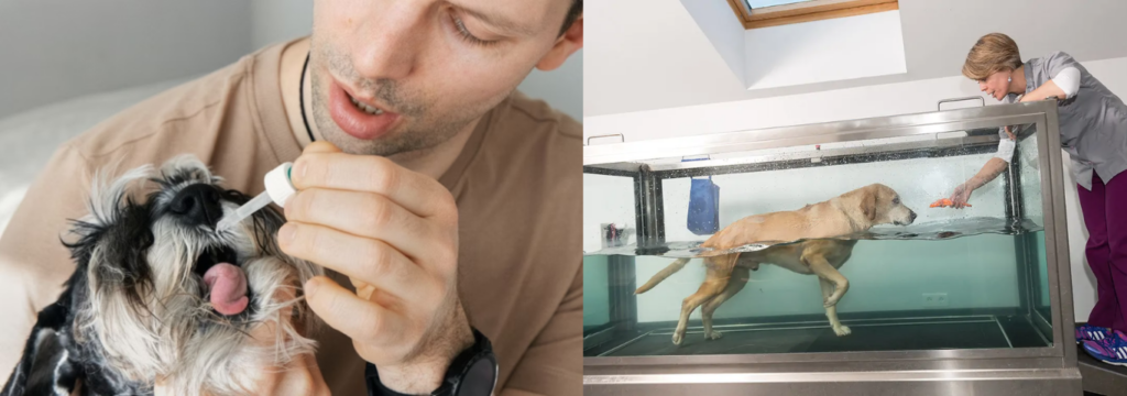 Terapia com floral e hidroterapia, para a Saúde Mental dos Pets: Com Terapias Alternativas.  