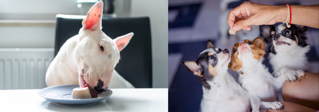 Cuidando da Alimentação, para a Saúde Mental dos Pets: Com Terapias Alternativas. 