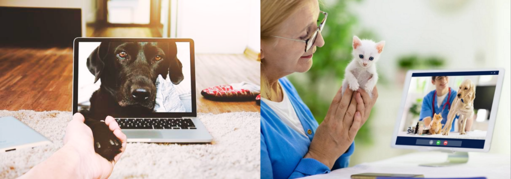 Veterinário atendendo a distância, Telemedicina Veterinária: A Revolução Digital.
