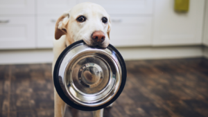 Leia mais sobre o artigo Inovação na alimentação natural para pets