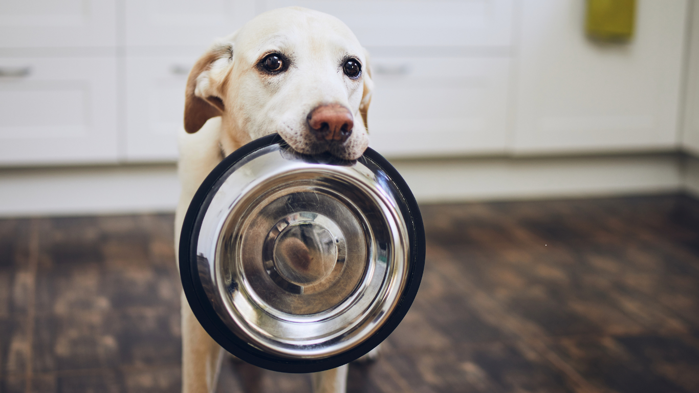 No momento, você está visualizando Inovação na alimentação natural para pets