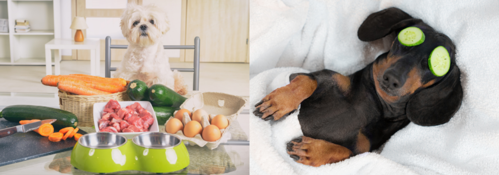 tratamento X pets com, com pets.