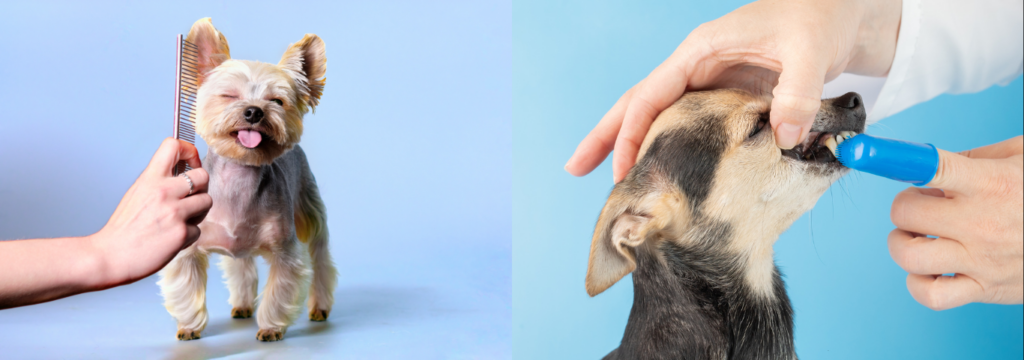 Pets e cuidados com, A Revolução.